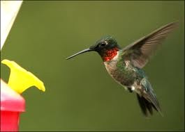 [hummingbird-1%255B3%255D.jpg]
