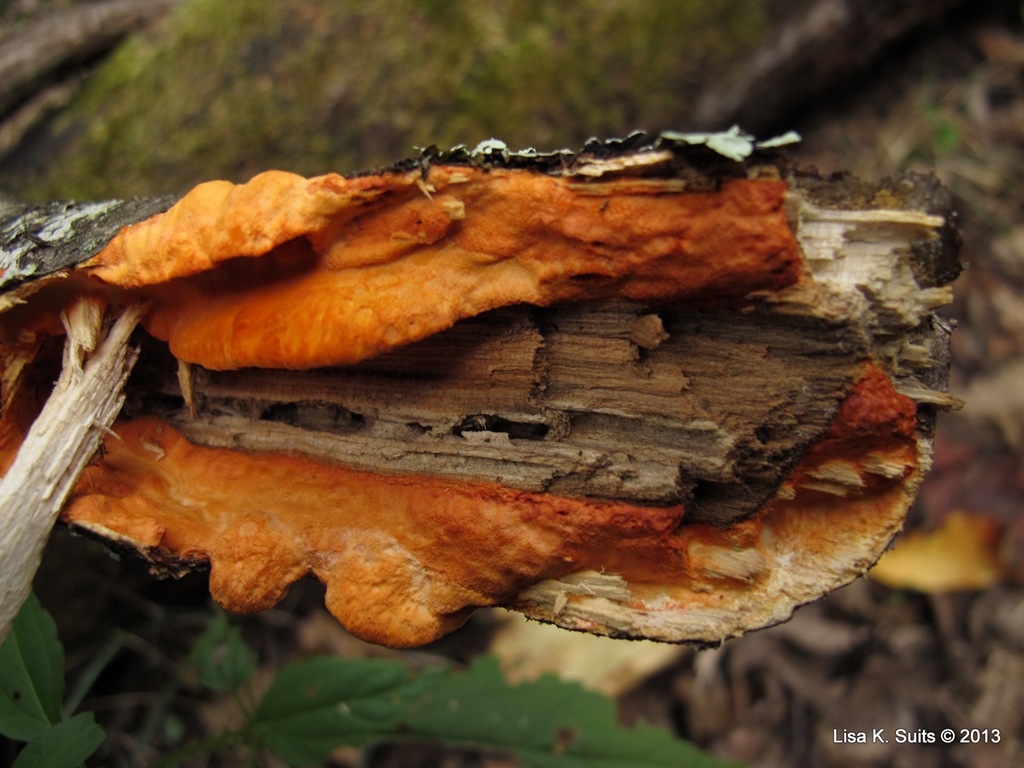 [Pycnoporus%2520cinnabarinus%2520on%2520broken%2520tree%255B5%255D.jpg]