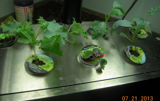 Cabbage vs Lettuce