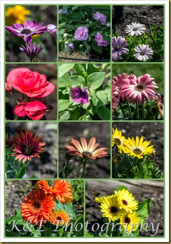 Flowers 2014PicMonkey Collage