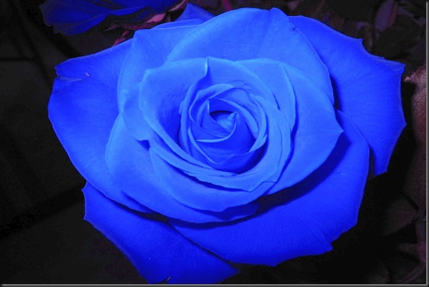 13 blue rose