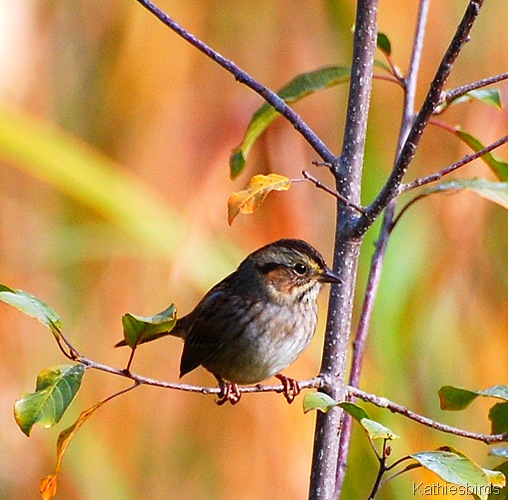 7. swamp sparrow-kab
