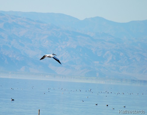 11. white pelican-kab