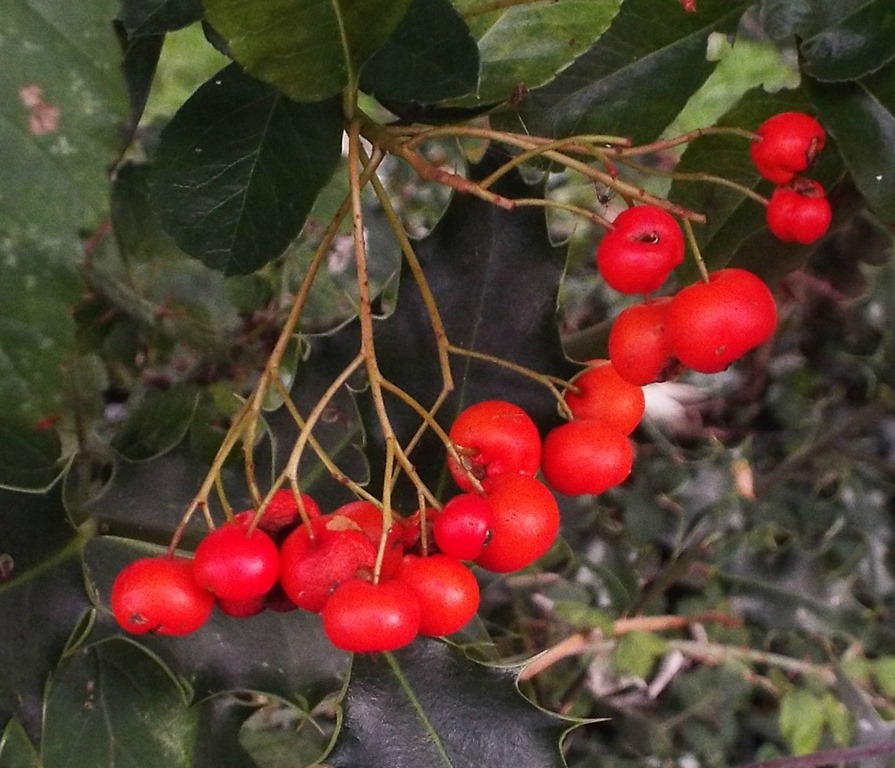 [fat-red-berries3.jpg]