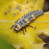 Seven-spotted lady beetle (larva)