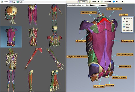 3d-muscle-teacher