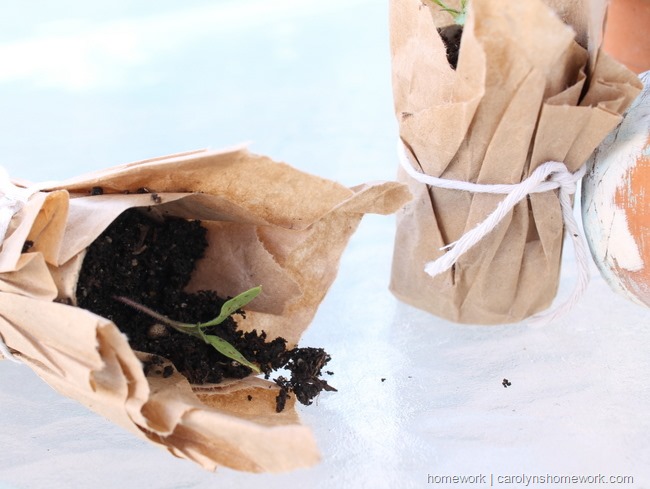 Brown Paper  Seedling Pots via homework | carolynshomework.com 