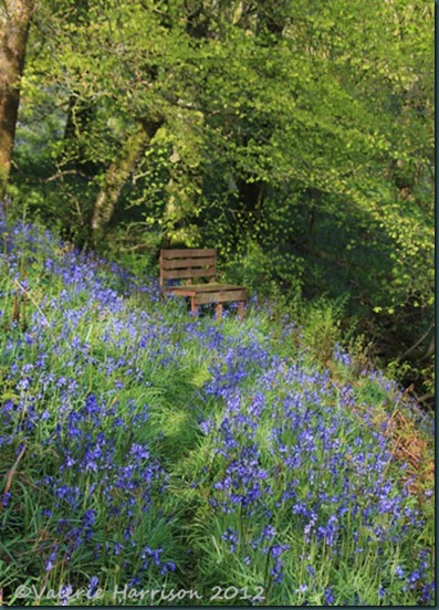 bluebell-seat