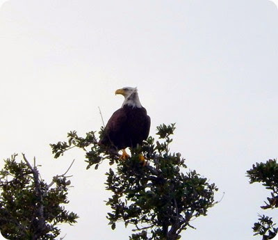An American Bald Eagle.
