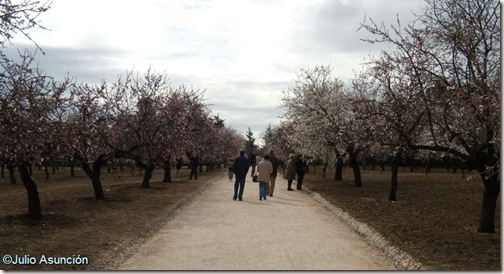 Campos de almendros en la Quinta de los Molinos - Madrid