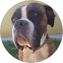 Image Google de Ludo T