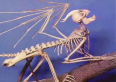 esqueleto de alado