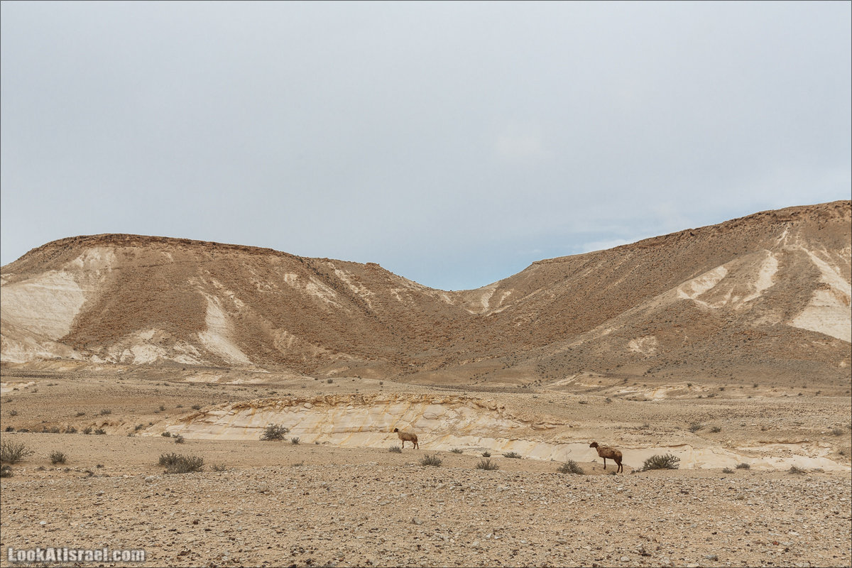 Лунные пейзажи пустыни Негев | Lunar landscapes of the Negev | LookAtIsrael.com - Фото путешествия по Израилю