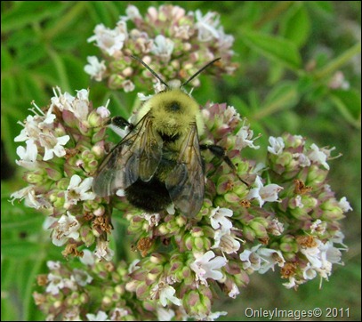 bumble bee-oregano (2)