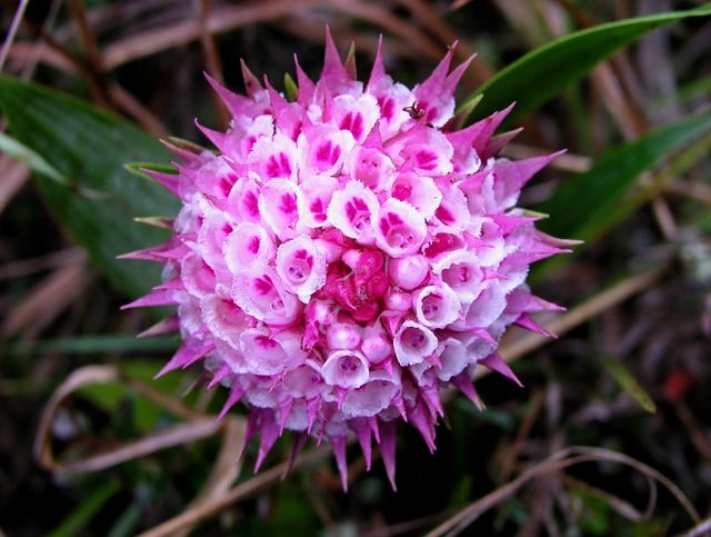 [Elleanthus-capitatus%255B3%255D.jpg]