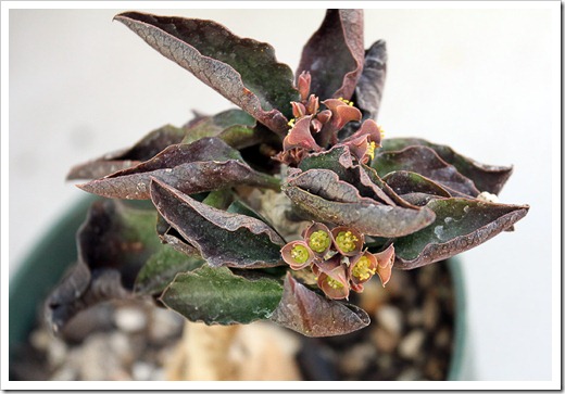 120309_Euphorbia-ambovombensis_03