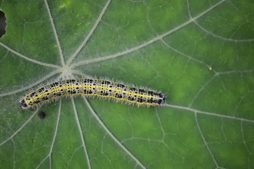 The Caterpillar of The Large White Butterfly - The Cabbage White Butterfly - The English Fairy Butterfly -