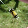 spotted tussock moth caterpillar