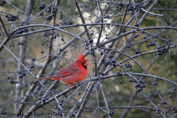 IMG_9409 Male Cardinal 
