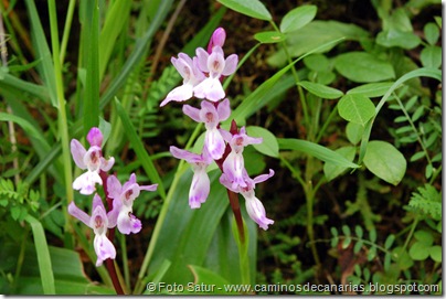 5377 La Pasadera-Roque Carnero(Orquidea canaria 5377 La Pasadera-Roque Carnero(Orquidea canaria