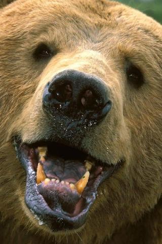 Bear-iphone