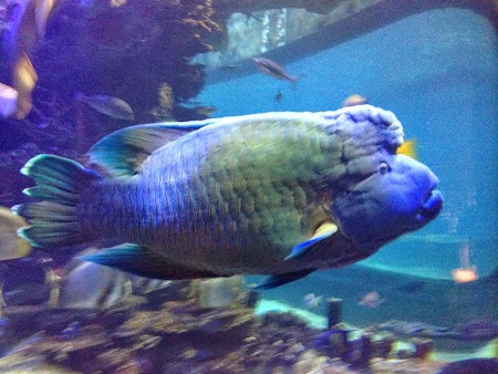 28 George, vedeta acvariului.JPG