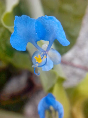 bunga kecil biru