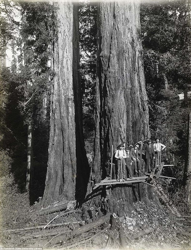 lumberjacks-redwood-6
