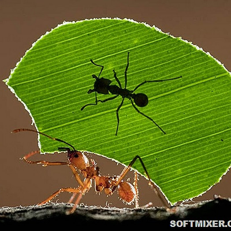 Загадки муравьиной телепортации