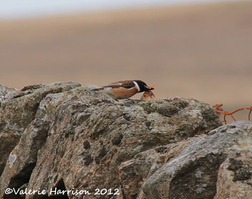 [56-stonechat-and-emperor%255B2%255D.jpg]