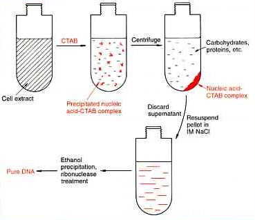 CTAB method of extraction