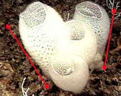 Euplectella venus flower basket