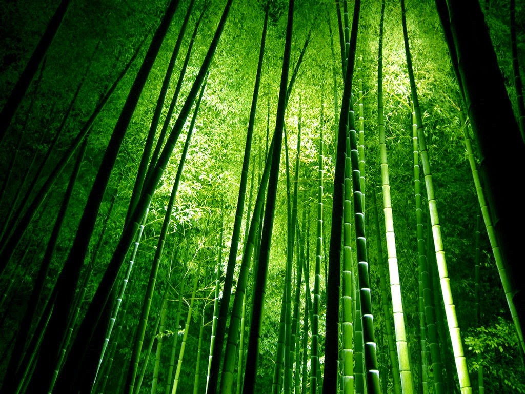 [bambu-14.jpg]