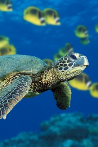 Green-sea-turtle-f