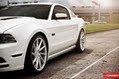 Vossen-07