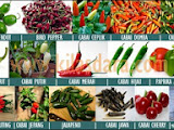 Jenis Cabe Rawit Di Indonesia