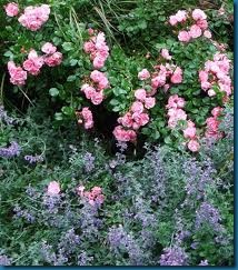 catmint with rose