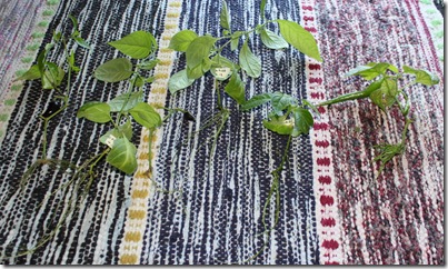 IMG_7140 IMG_7140