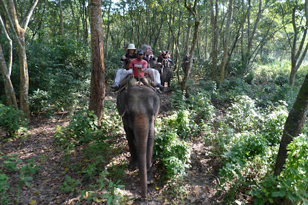 Safari elefanti jungla