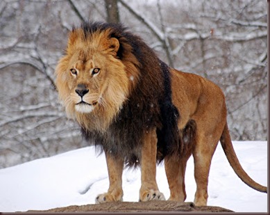 Amazing Animals Pictures Lion  (8)