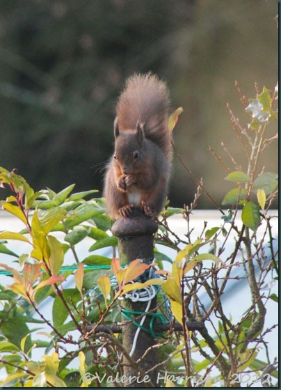 red-squirrel (5)