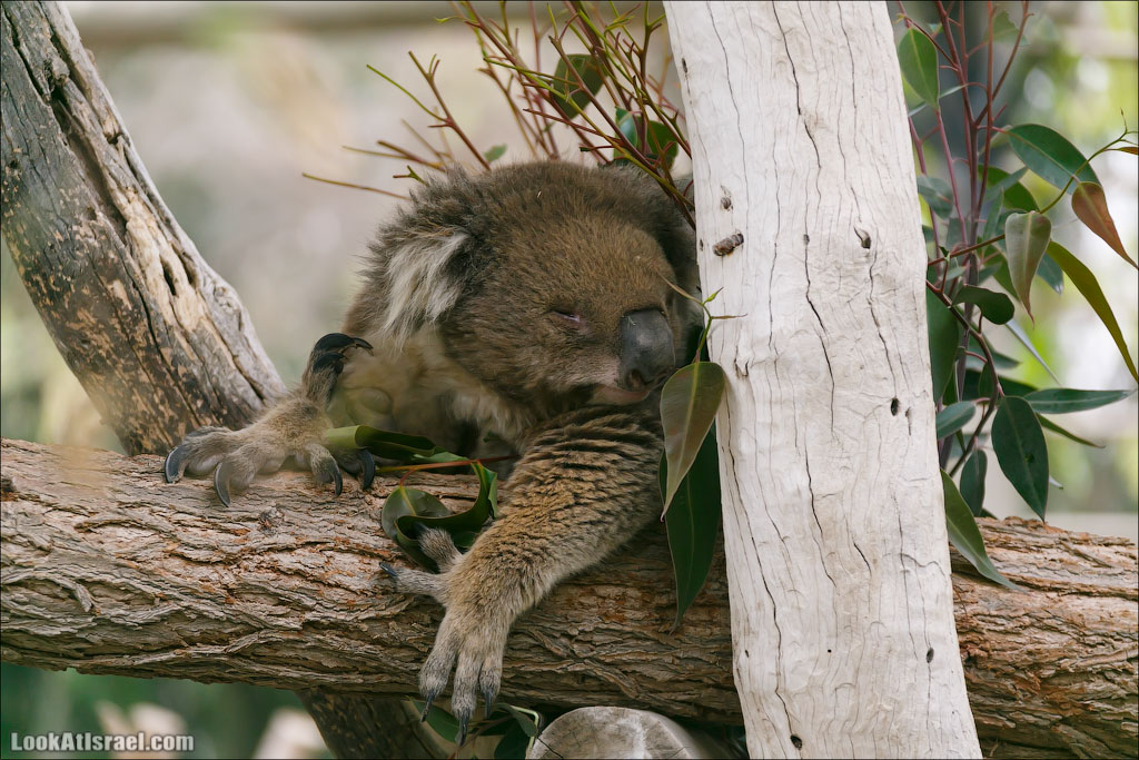 Ган Гуру - парк с кенгуру и другими австралийскими животными | Gan Guru | גן גורו | LookAtIsrael.com - Фото путешествия по Израилю
