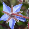 Borage