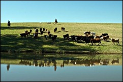 criação de gado nos pampas
