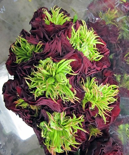 309033_10150400748664808_127n 'Ivan Hoe' rose via San Francisco Flower Mart 309033_10150400748664808_127n 'Ivan Hoe' rose via San Francisco Flower Mart