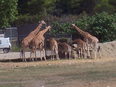 2005.08.28-004 girafes du Niger