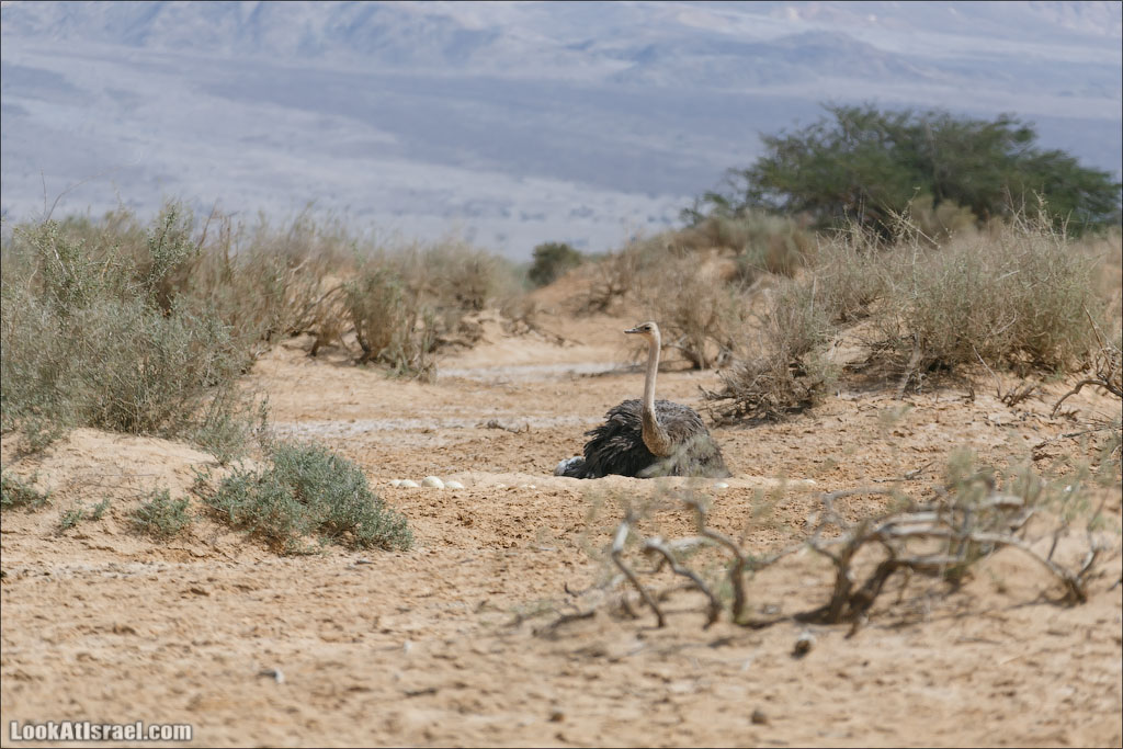 LookAtIsrael.com - Заповедник библейских животных Хай Бар | Hai Bar reserve | חי בר