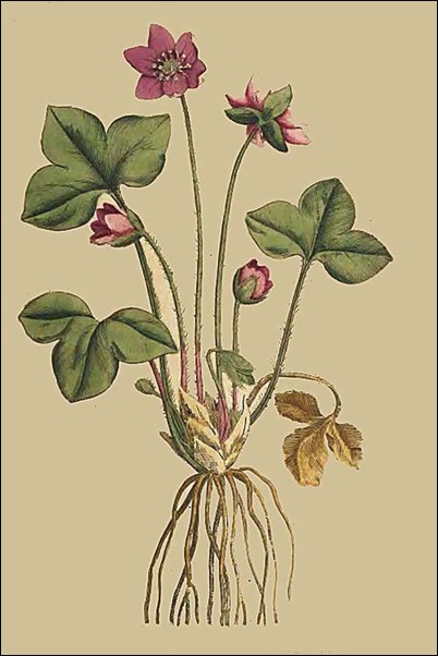 Anemone-Hepatica-Hepatica-or-Noble-Liverwort