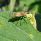 Lesfhopper Assassin Bug