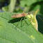 Lesfhopper Assassin Bug